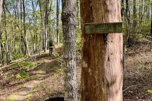 A sign nailed to a tree marking the Pinhoti Trail