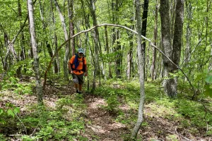 Tengo Hambre walks through an arch made of a bent tree