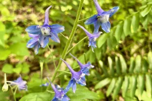 Larkspur flowers