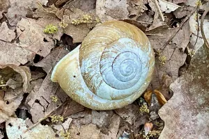 A snail shell