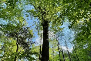 Gennett Poplar