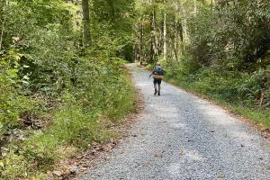 Polecat walks on a gravel road