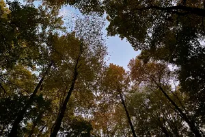 A canopy of trees