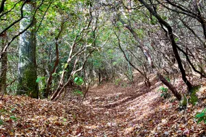A tunnel of mountain laurel 