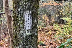 A white blaze painted on a tree