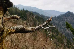 View from the trail