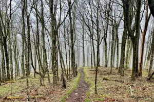 The Appalachian Trail in fog