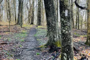 A white blaze on the Applachian Trail