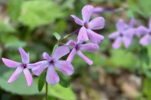 Creeping phlox