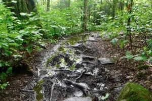 Mud and roots on the Long Trail and Appalachian Trail