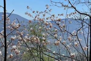 Flowers on budding trees and shrubs