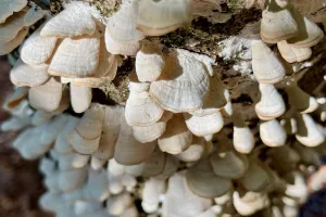 Violet toothed polypore