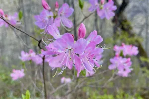 Flowering azalea