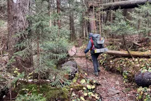 Polecat walks in the Smokies