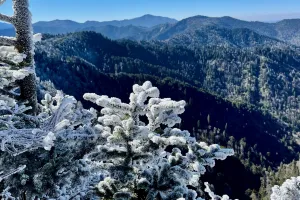Frost on trees in Great Smoky Mountains National Park