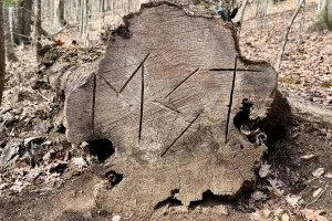 MST is carved into the cut of a tree