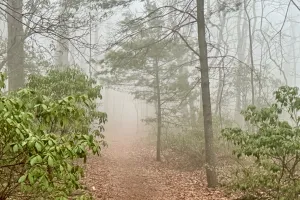 Fog settles over the trail