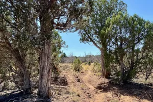 A path through trees on the Arizona Trail