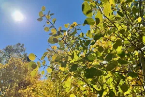 The sun shines above some aspen trees