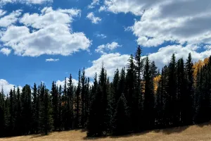 Pine trees and clouds