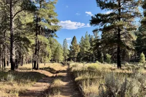 The Arizona Trail near Tusayan