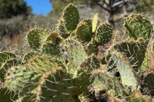 Prickly pear cactus