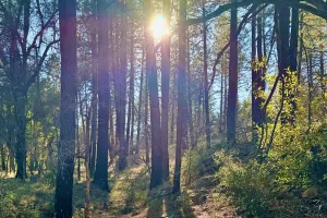 Sunlight shines through a forest
