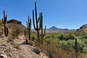 Saguaro cactus along the Arizona Trail