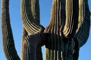 A saguaro cactus along the Arizona Trail