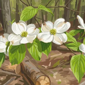 Dogwood blossoms on the Pinhoti Trail