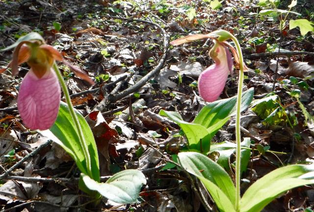 Pink Lady's Slippers