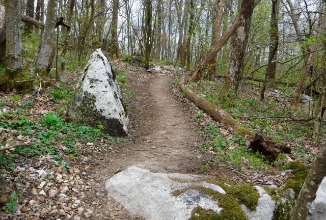 Trail near Camp Creek Bald