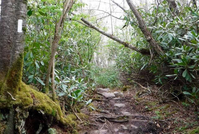 Rhododendron tunnel