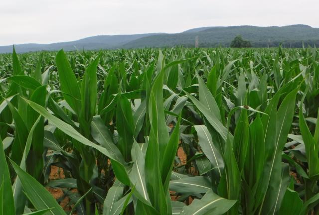 Cornfield and mountains
