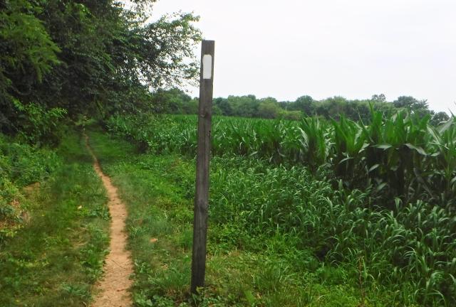 Cornfield near Boiling Springs