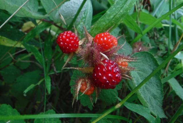 Ripe red raspberries