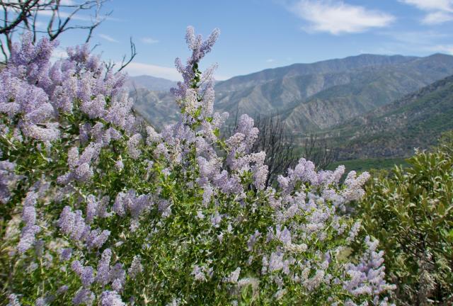 Mountain lilac flowers