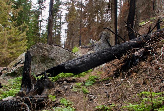 A burnt tree lying across the trail