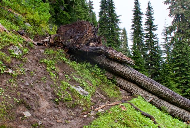 Two trees are lying across the trail
