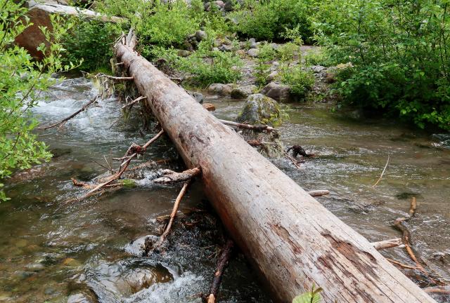 A log lying over Sitkum Creek