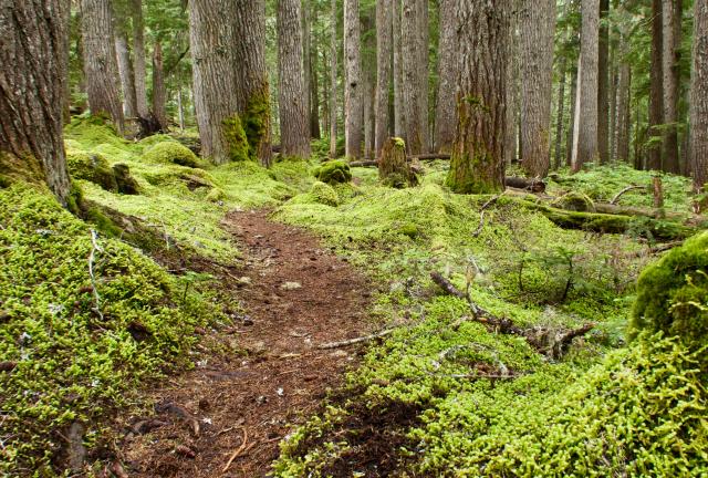 Thick moss along the sides of the trail