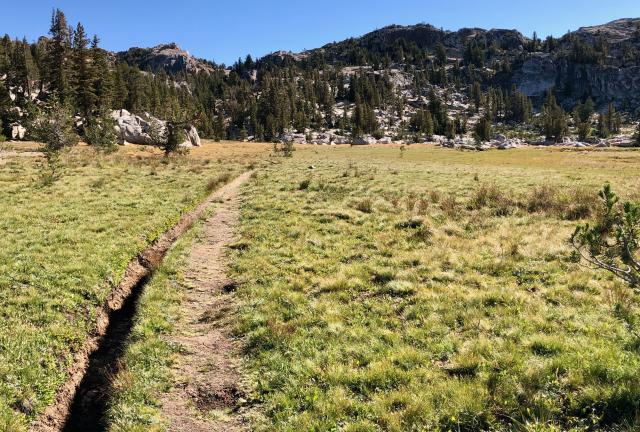 A grassy meadow in Yosemite
