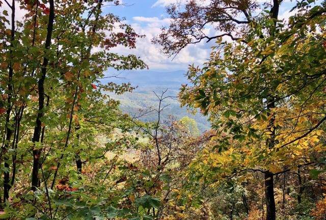 A view through trees