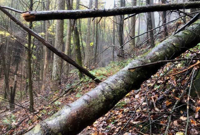A blowdown across the trail