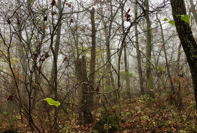 No view from the top of Big Frog Mountain