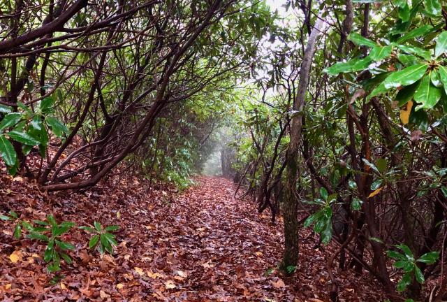 rhododendron tunnel
