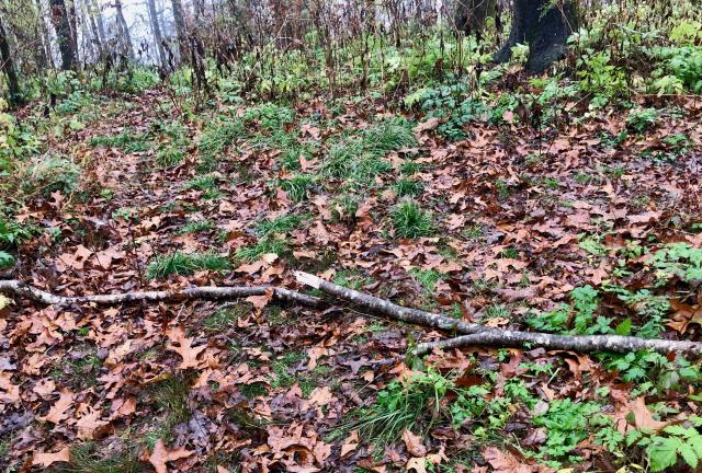 Sticks lying on the trail