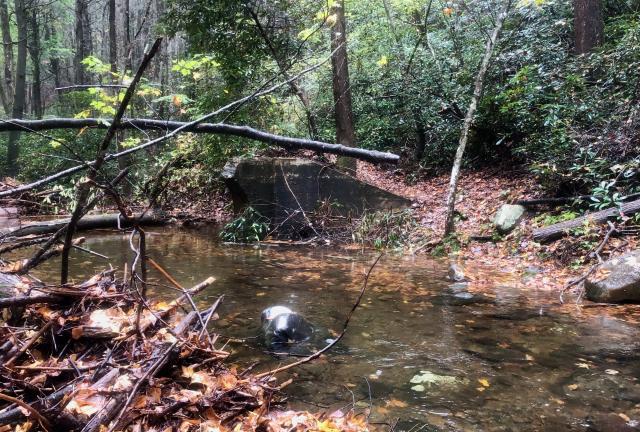 A concrete abutment on the west fork of Rough Creek