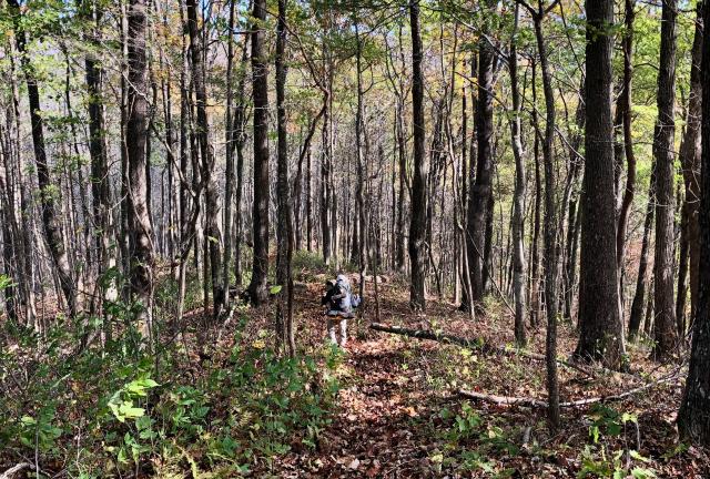 Benton MacKaye Trail