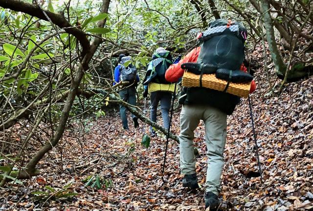 Climbing through rhododendron